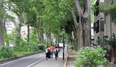 15060602氷川神社Jあじさい.jpg