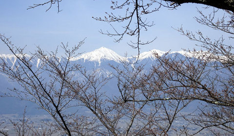 16032953常念岳さくら芽.jpg