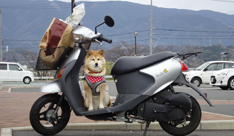 18031901バイク犬.jpg