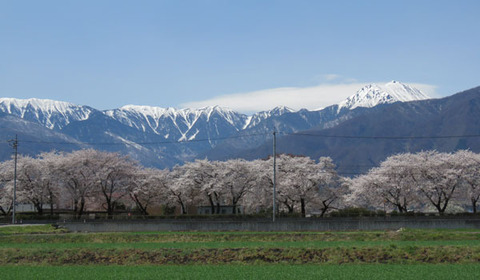 18040501桜B南小学校E.jpg