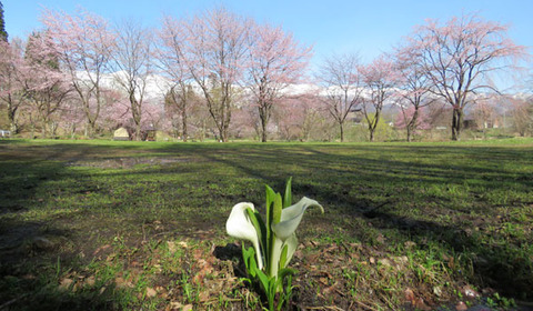 18041901大出公園.jpg