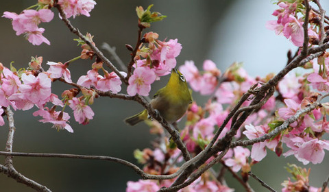 19032201桜メジロAA.jpg