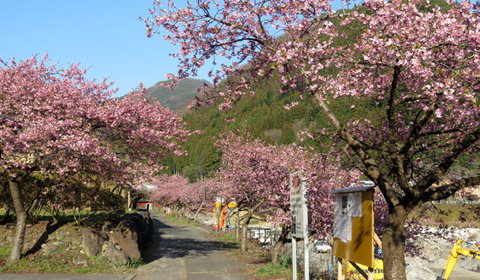 19032208河津桜C.jpg