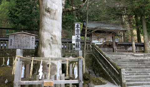 IMG_3263本宮一の御柱.jpg